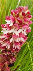 Disa albomagentea