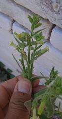 Nicotiana obtusifolia