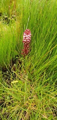 Disa albomagentea