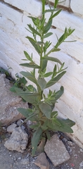 Nicotiana obtusifolia