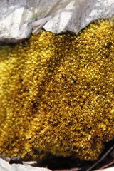 Hypodontium pomiforme