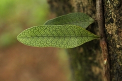 Microgramma squamulosa