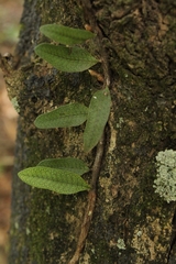 Microgramma squamulosa