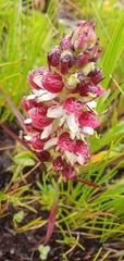 Disa albomagentea