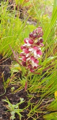 Disa albomagentea