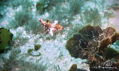 Halichoeres nebulosus