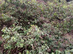 Chromolaena collina