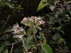 Chromolaena collina