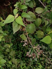 Chromolaena collina