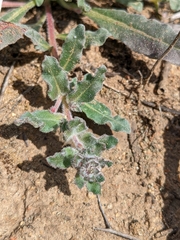 Camissoniopsis hirtella