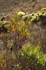 Leucadendron gandogeri × xanthoconus