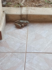 Leptodactylus latrans