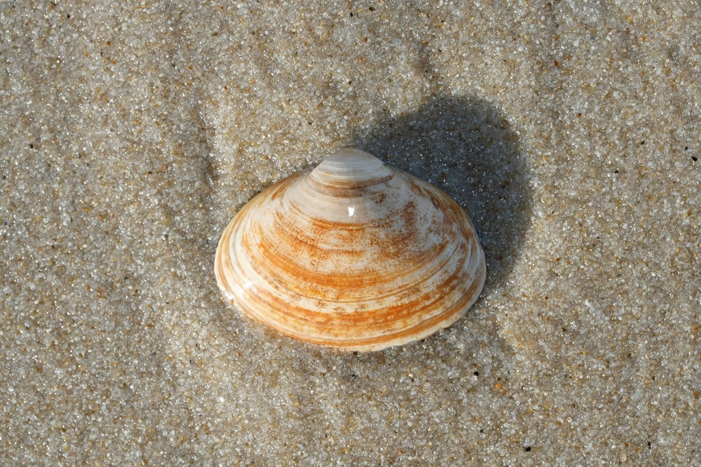 Thick Trough Shell
