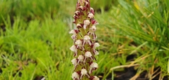 Disa obtusa