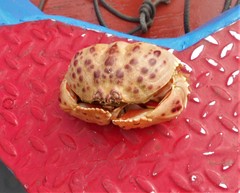Calappa granulata