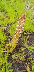Disa obtusa