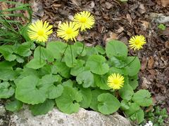Doronicum caucasicum
