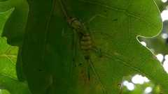 Meconema meridionale