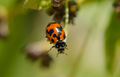 Hippodamia variegata