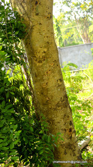 Magnoliopsida