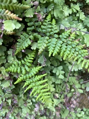 Pityrogramma chrysophylla gabrielae