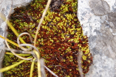 Hypodontium pomiforme