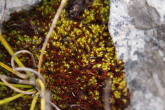 Hypodontium pomiforme