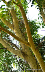 Magnoliopsida
