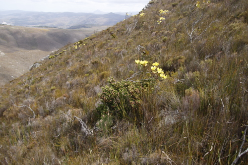Image of Erica banksia by (c) Tony Rebelo, some rights reserved (CC BY-SA)