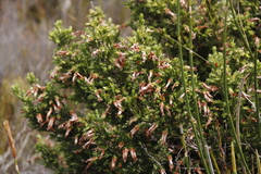 Erica monadelphia