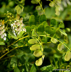 Magnoliopsida
