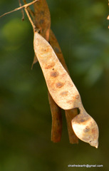 Magnoliopsida