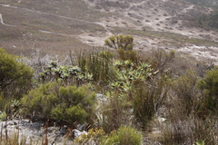 Hermas villosa