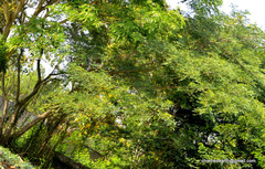 Magnoliopsida