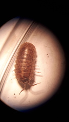 Armadillidium opacum