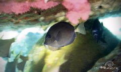 Prionurus microlepidotus