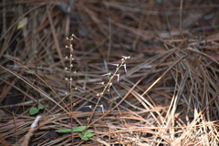 Neottia bifolia image