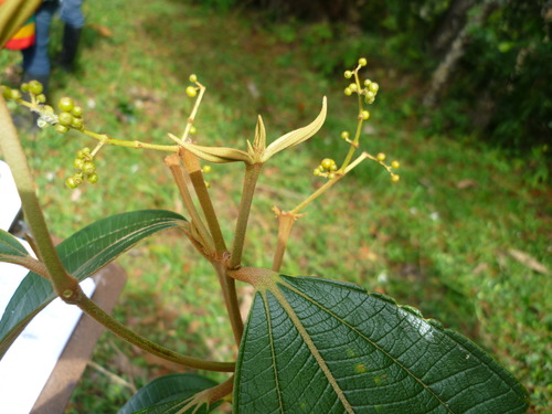 Miconia dolichorrhyncha, photograph 2