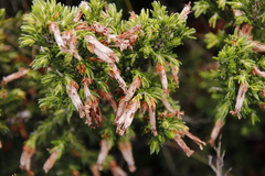 Erica monadelphia