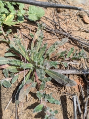 Camissoniopsis hirtella