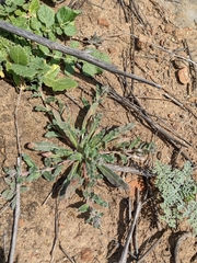 Camissoniopsis hirtella