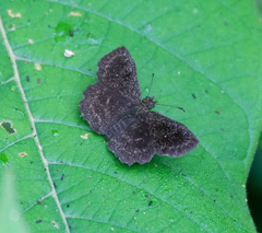 Staphylus ascalon