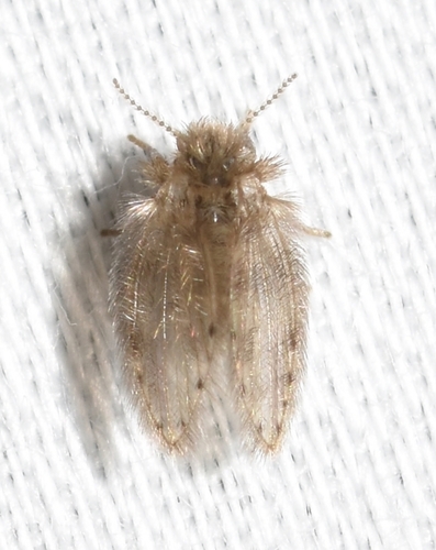 Moth fly photo 4