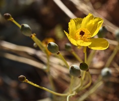 Arctomecon californica