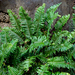 Brown's Sword Fern - Photo no rights reserved, uploaded by Peter de Lange