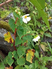 Begonia micranthera
