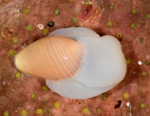 Canoe-shell