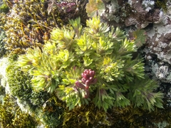 Saxifraga fragosoi