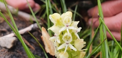 Disa albomagentea