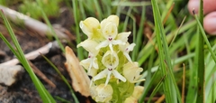 Disa albomagentea